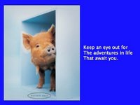 豚からの伝言