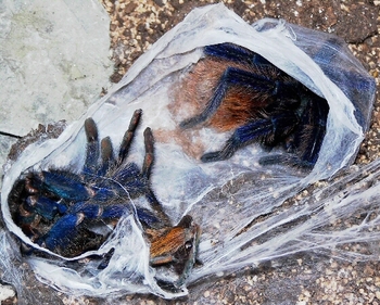 Tarantula